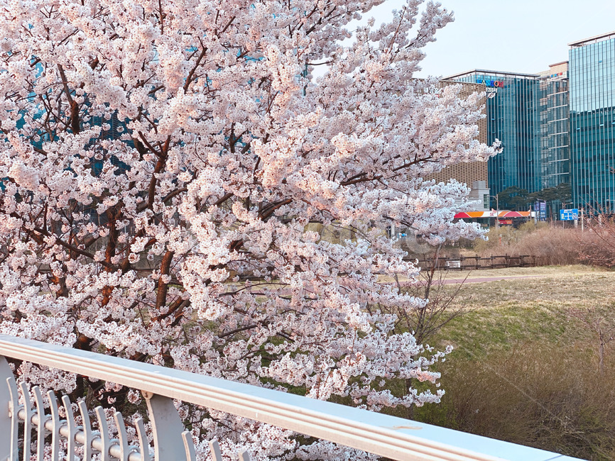 plant,봄,벚꽃,cherryblossoms,flower,하늘,spring,벚나무,봄,계절,spring,season