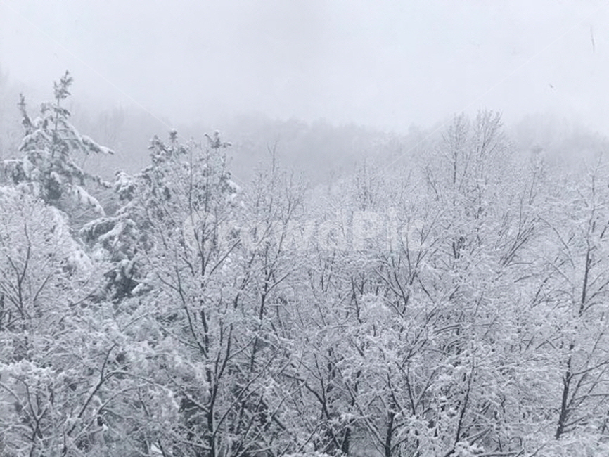 자연,눈,snow,겨울,눈꽃