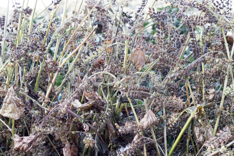 식물,plant,자연,nature,들깨