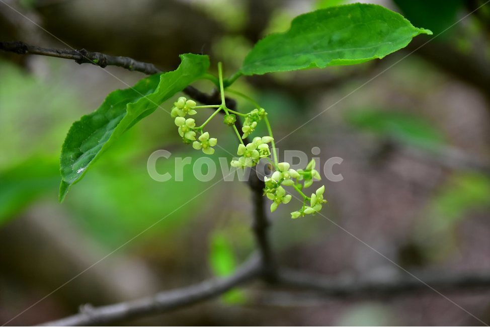 나래회나무,야생화,꽃,식물,자연,생태,플라워,flower,plants,nature,식물,자연,plants,nature