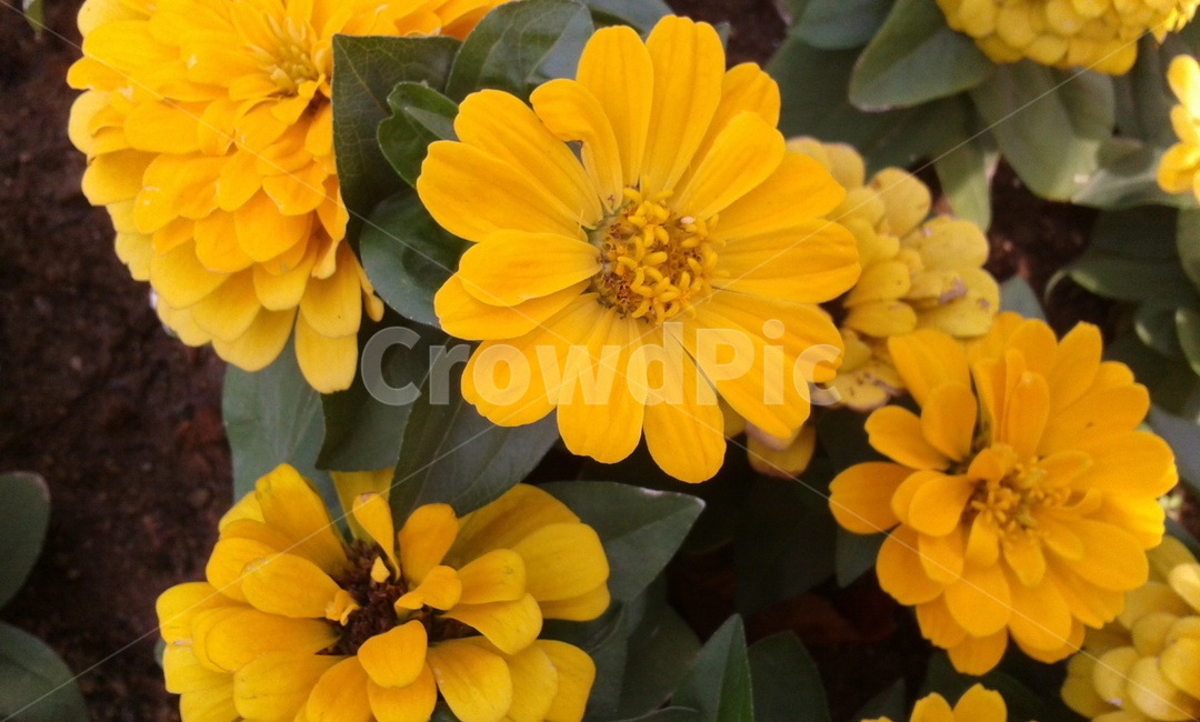 plant,식물,flower,꽃,yellow,식물,자연,plants,nature,꽃,flower