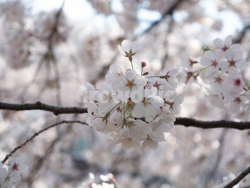 벚꽃,봄,접사,꽃놀이,벚꽃축제,봄,계절,spring,season,plant,식물,flower,꽃,blossom