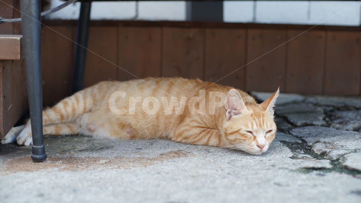 고양이,반려묘,길고양이,귀여운고양이,이쁜고양이