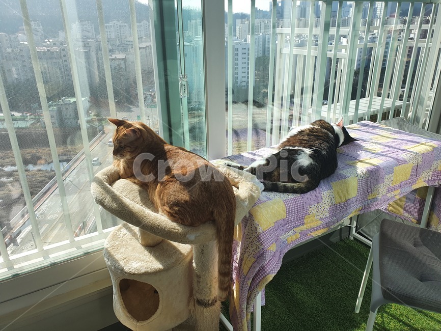 고양이,낮잠,휴식,cat,반려묘,광합성,animal,포유류,mammal,pet,애완동물