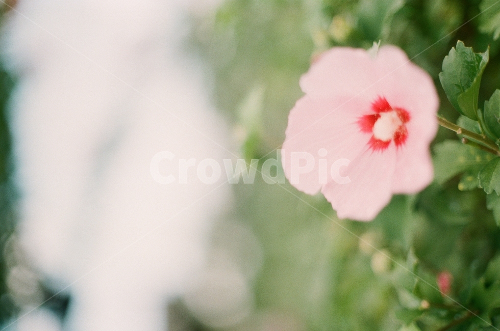 무궁화,국화,분홍색,꽃,flower,식물,plant,blossom,식물,자연,plants,nature,꽃,flower