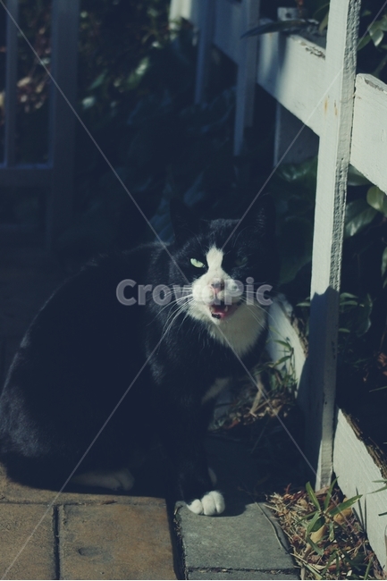 고양이,cat,길고양이,동물,animal,얼룩,동물,animal,포유류,mammal,고양이,cat,kitten,kitty,감성,sensible,feeling