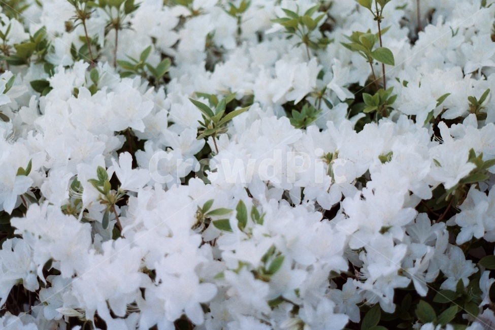 봄,꽃,자연,색감,감성사진,꽃밭,필름사진,아날로그,봄꽃,spring,flower,nature,수려한,깨끗,흰꽃,청초,철쭉,흰철쭉