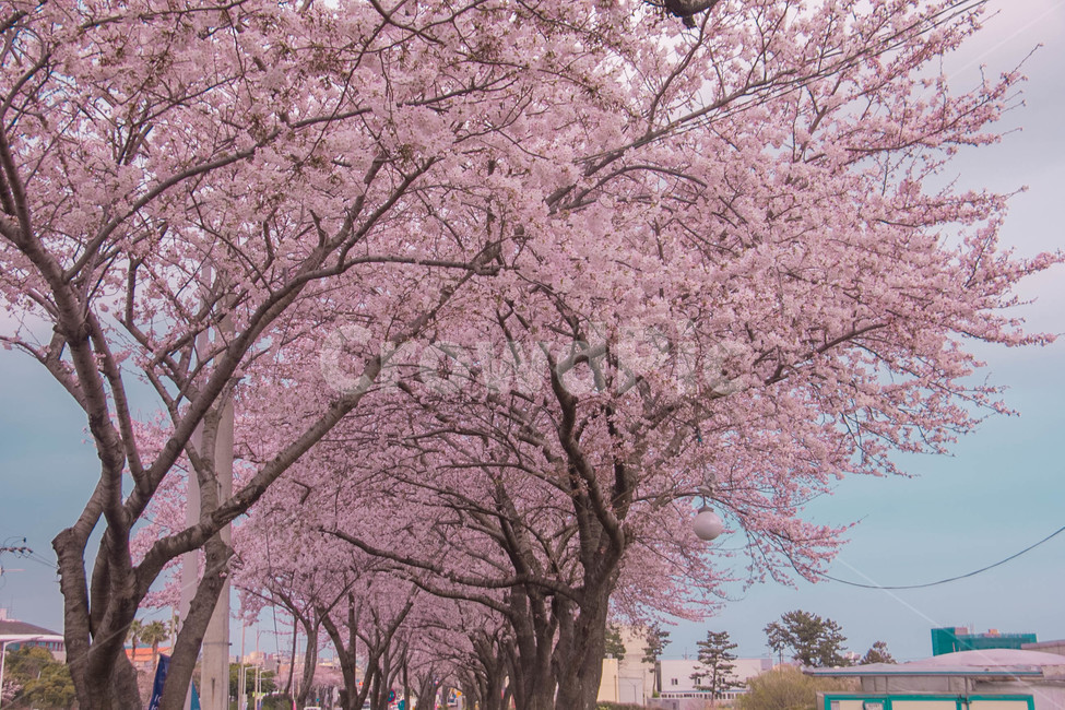 벚꽃,봄꽃,cherryblossom,봄분위기,spring,꽃