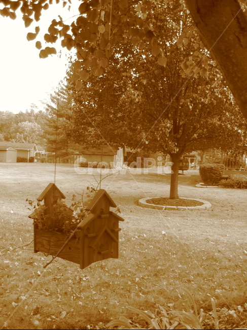 마당,나무,tree,yard,자연,nature,나무,trees,wood