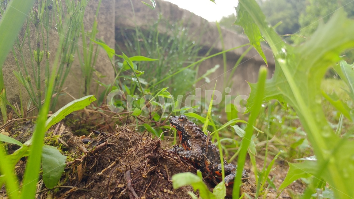 두꺼비,개구리,동물,양서류,식물,toad,초록,green,이슬,자연,frog,동물,animal