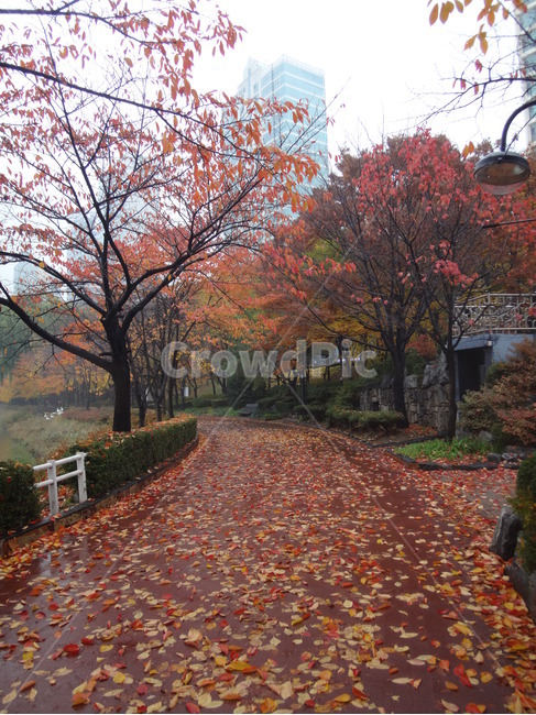 낙엽,가을,단풍,석촌호수,산책로,가을,계절,fall,autumn,season,leaf,잎,plant,식물,tree,나무,maple