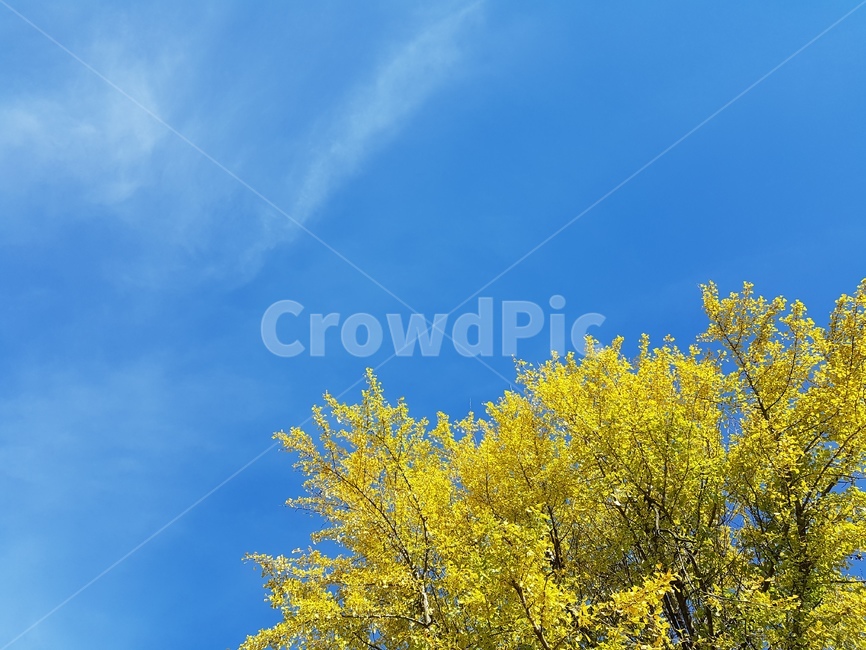 가을,하늘,감성,자연,은행나무,가을,계절,fall,autumn,season,나무,trees,wood