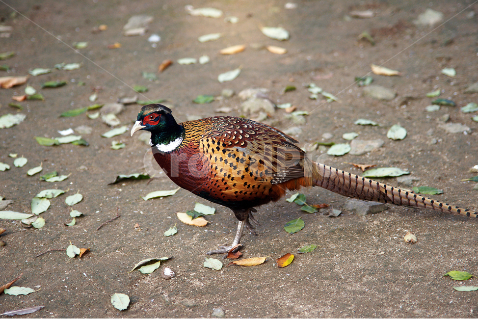 꿩,조류,pheasant,장끼,동물,새,텃새