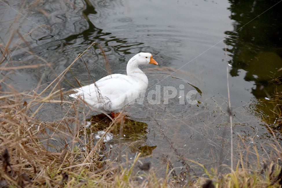 거위,조류,호수,물,오릿과,새,흰거위,goose,lake,동물,animal,조류,새,birds
