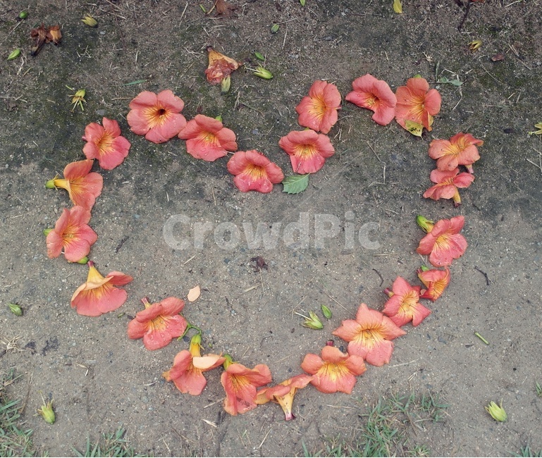 잎,꽃,수능엄사,식물,하트,꽃,flower