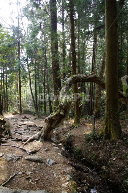 나무,자연,식물,tree,plant,숲