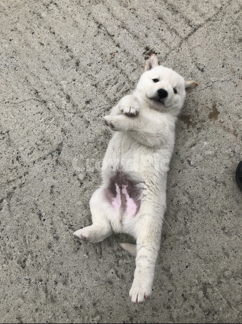 강아지,진돗개,바닥,누움,누우강아지,강남스타일,하얀개,하얀강아지,토종견,동물,animal,포유류,mammal,개,강아지,dog,doggy