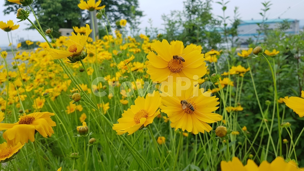 코스모스,일벌,꿀벌,가을꽃,들꽃,가을,계절,fall,autumn,season,식물,자연,plants,nature,꽃,flower,동물,animal,곤충,벌레,insect,bug,grassland,목초지,field,들,outdoors,옥외,rural,농촌,farm,농장