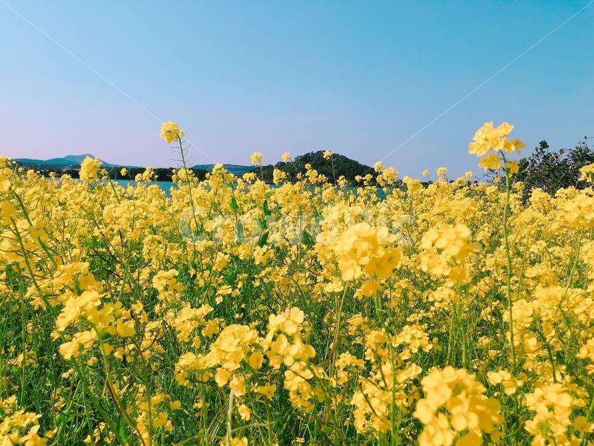 제주도,유채꽃,노란꽃,꽃,식물,자연,하늘,자연,풍경,nature,landscape,식물,plants,꽃,flower,plant,grassland,목초지,field,들,outdoors,옥외,rural,농촌,farm,농장,meadow