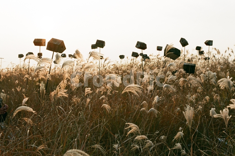 필름카메라,필름사진,가을,하늘공원,노을,갈대,가을,계절,fall,autumn,season,자연,풍경,nature,landscape,한국자연풍경,한국자연경관,korea nature landscape,plant,식물,grass,잔디