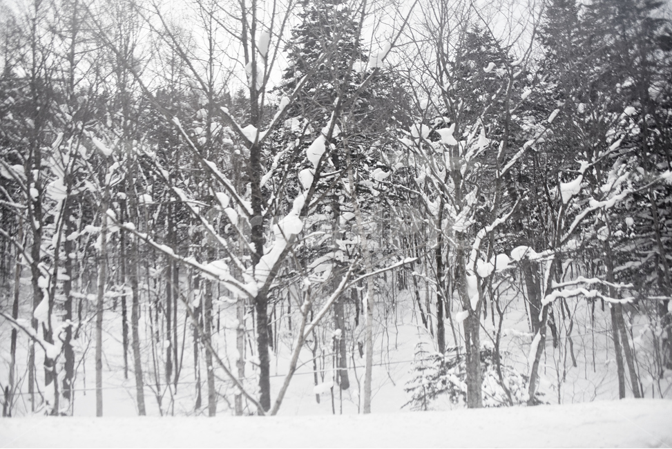 삿포로,겨울,눈,경치,설경,일본,호카이도,겨울,계절,winter,season,자연,풍경,nature,landscape,흑백,모노톤,monochrome,black and white,outdoors,옥외,storm,폭풍,snow,blizzard,눈보라