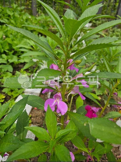 Balsam,Balsam flower,Balsam flower,Plant,Flower,Flower