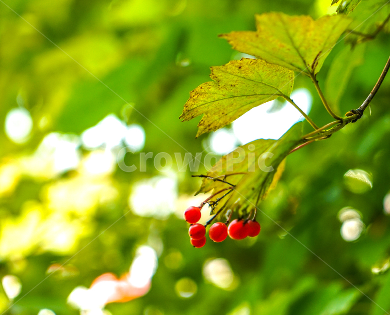 가막살,나무,열매,야생,자연,가을,식물,자연,plants,nature,과일,열매,fruit