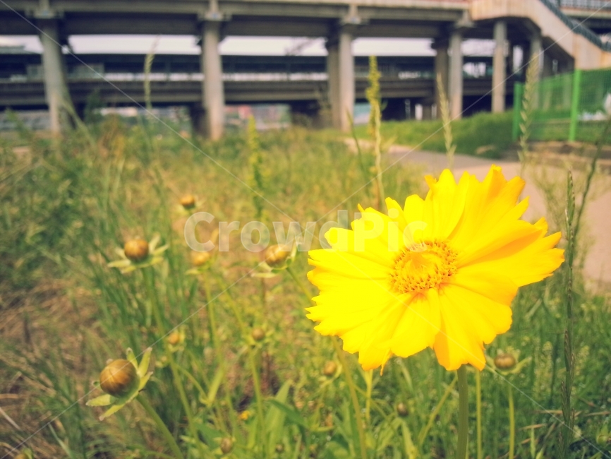 꽃,꽃사진,자연,풍경,노란색,노란꽃,식물,자연,plants,nature,꽃,flower