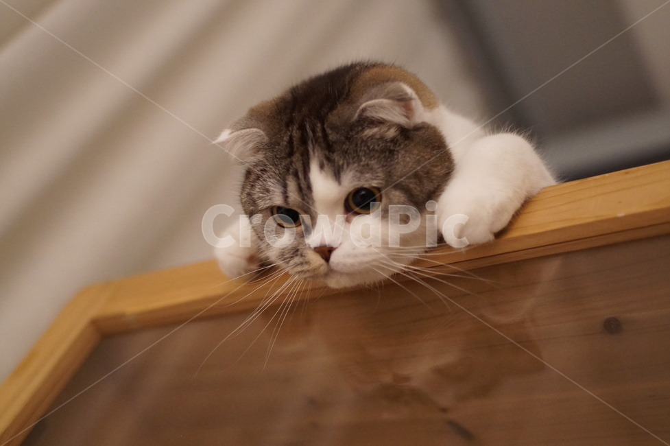 house cat,Meow,curiosity,scotishfold,cat,Scottish Fold,cuteness,observe,pet