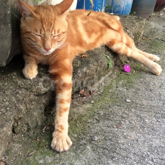 고양이,길고양이,낭만고양이,들고양이,야옹이,동물,반려동물,애완동물,동물,animal,포유류,mammal,고양이,cat,kitten,kitty