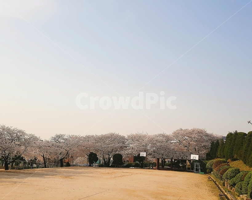 운동장,벛꽃,파란하늘,구름없는,꽃나무