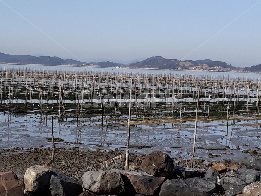 매생이작업,바다,고흥월포마을,고흥신평리,고흥금산,어업,fishery,fishing industry
