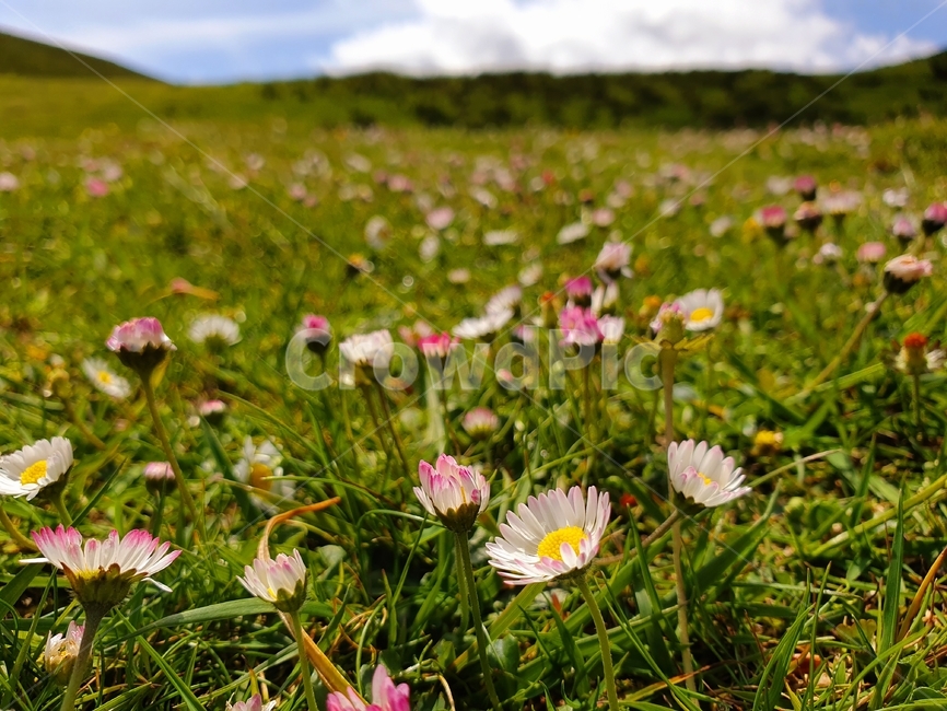 까미노,산티아고,순례자의길,피레네산맥,들꽂,초원,camino,santiago,caminodesantiago,pilgrim,pyrenees,mountainrange,wildflower,grassland
