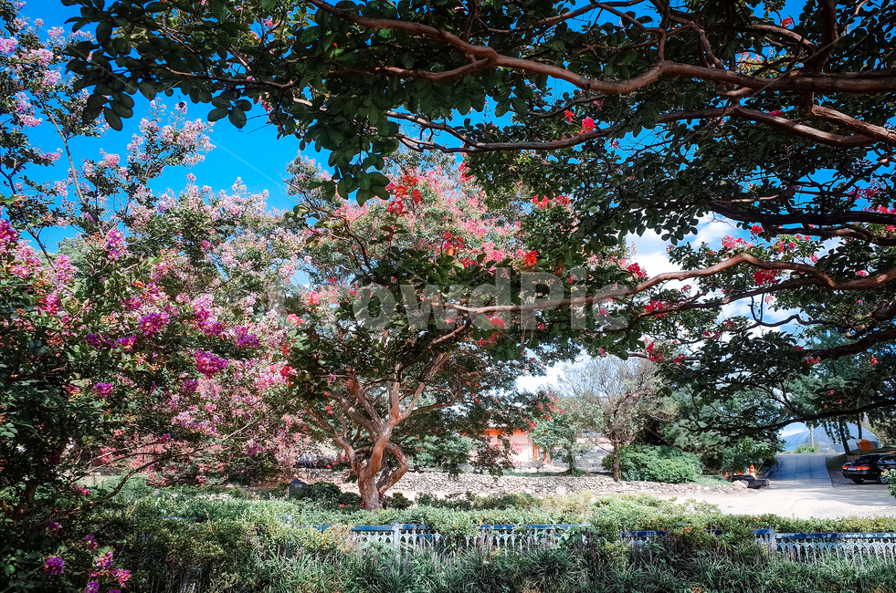 감성사진,자연,풍경,여름,꽃,식물,자연,plants,nature,꽃,flower,나무,trees,wood