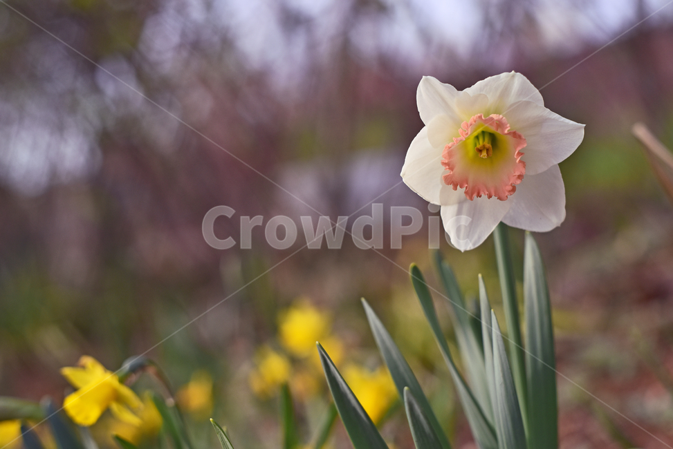 수선화꽃,봄꽃,봄,보케,빛망울,플레어,벚꽃축제,야외,옥외,아웃도어,꽃잎,flowers,springflowers,spring,background,배경,바탕,백그라운드,봄배경,시즌,계절,season,봄,계절,spring,season,식물,자연,plants,nature