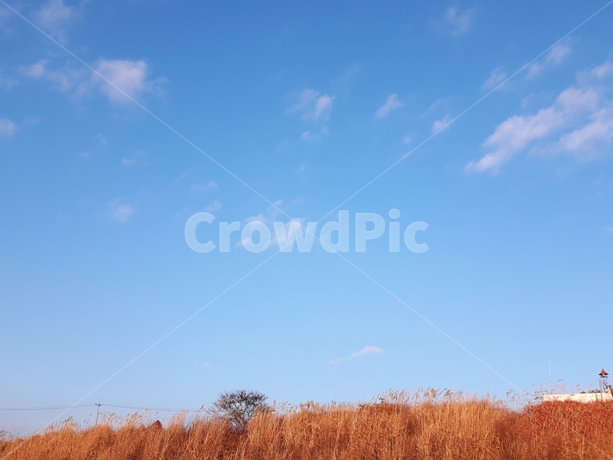 갈대,하늘,자연,풍경,blue,sky,고요함,감성,자연,풍경,nature,landscape,plant,식물,grass,잔디