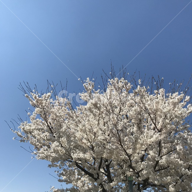 공원,하늘,벚꽃,봄,꽃,walk,park,flower,cherryblossoms,sky,spring