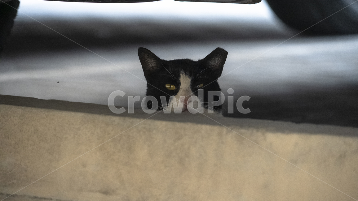 고양이,외국고양이,중동고양이,길고양이,길냥이,cat,동물,animal,포유류,mammal,고양이,cat,kitten,kitty