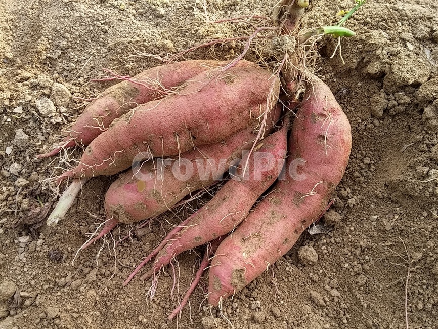 sweet potato vine,sweet potato,soil,Ground sweet potato,sweetpotato