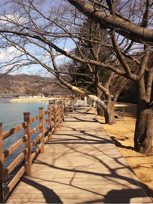 산책로,산책,공원,가로수,길,나무,겨울,다리