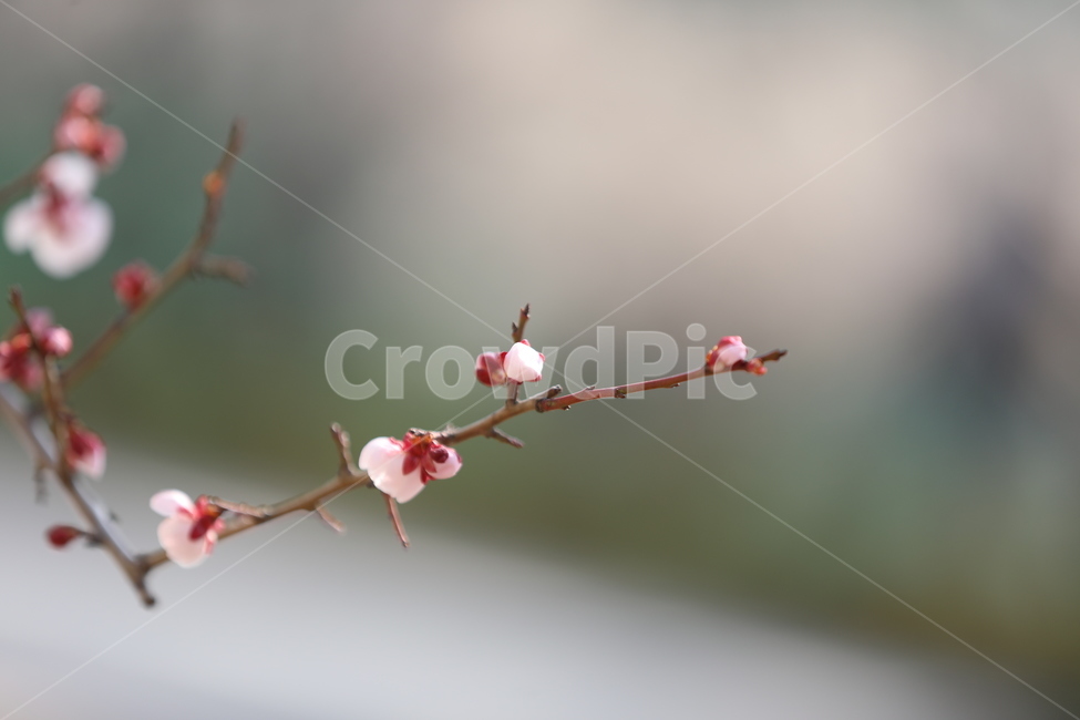 매화,홍매화,봄,꽃,봄꽃,봄,계절,spring,season,식물,자연,plants,nature,꽃,flower,plant,sprout,새싹,bud,싹,blossom