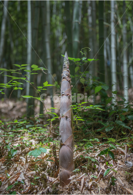 자연,대나무,죽순,식물,숲,대나무숲,초록,녹색,새싹,nature,bambu,shoot,bambushoot,plant,forest,bambuforest,식물,자연,plants,nature,나무,trees,wood