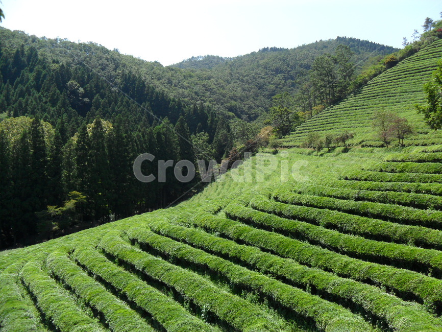 보성,녹차밭,전남보성,대한다원,여름,여름,계절,summer,season,자연,풍경,nature,landscape,outdoors,옥외,rural,농촌,farm,농장