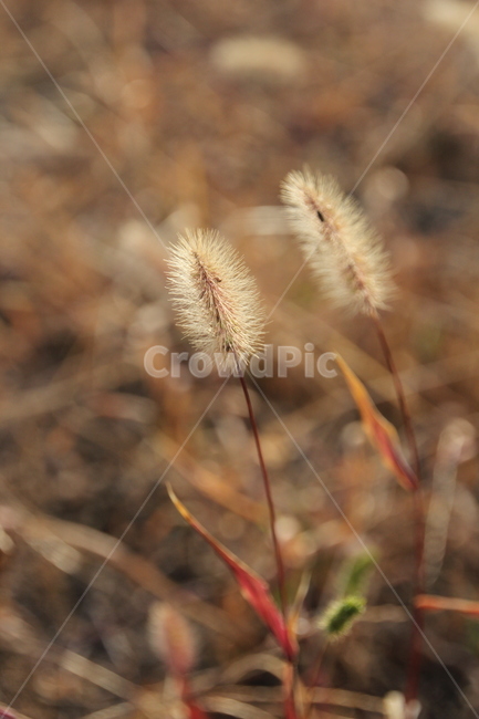 grass,plant,식물,lawn,잔디,가을,겨울,식물,자연,plants,nature