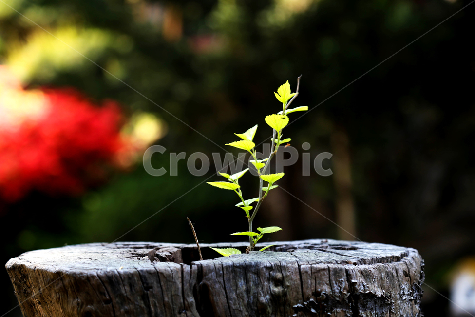 new life,green,sprout,nature,tree,spring,light green,old tree,dead tree,background,plant,stub