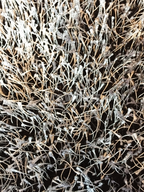 털,장식,오브제,질감,패턴,식물,자연,plants,nature