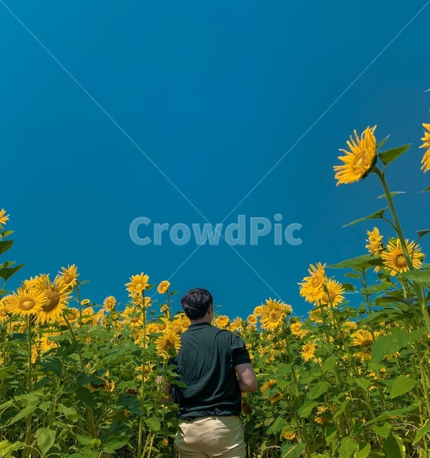 해바라기,인물,파란하늘,꽃,자연,사람,인물,인간,human,person,남성,남자,man,male