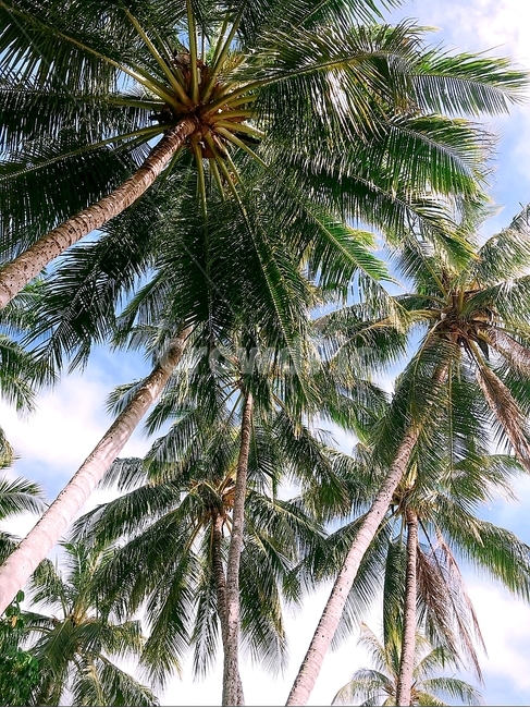 자연,하늘,맑음,구름,nature,코코넛,코코넛나무,coconut,열대나무,열대과일,야자수,야자수나무,풍경,view,landscape,여름,계절,summer,season,식물,자연,plants,nature,나무,trees,wood,tree,plant,palm tree