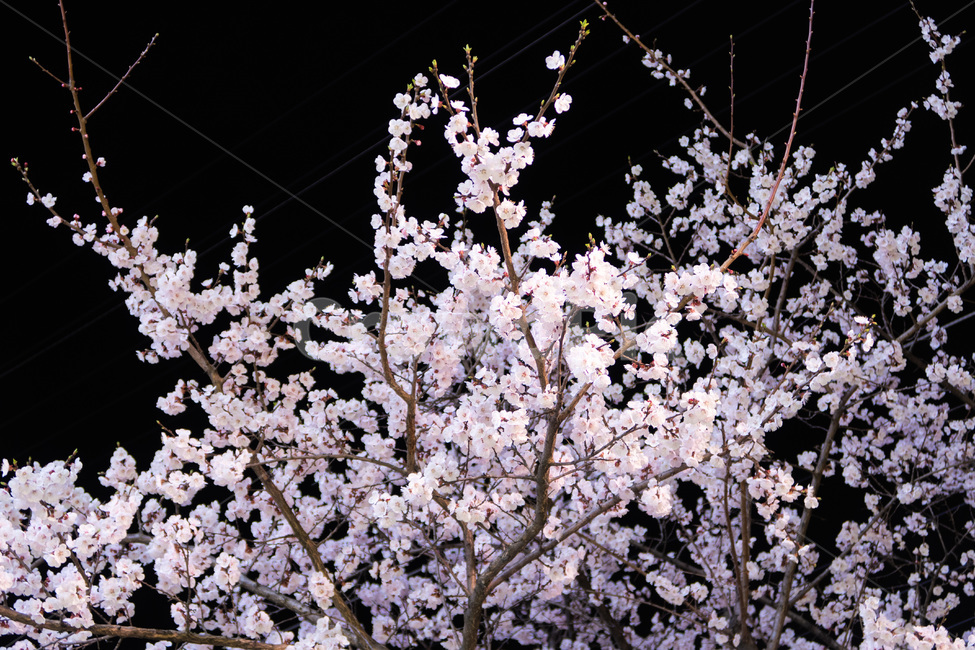 벚꽃,밤,cherryblossom,cherry,blossom,꽃,자연,분홍,저녁,풍경,봄,nature,tree,flower,pink,night,sakura,감성사진,봄,계절,spring,season,야경,밤,풍경,nightscape,night,landscape,식물,자연,plants,nature,꽃,flower,plant,cherry blossom