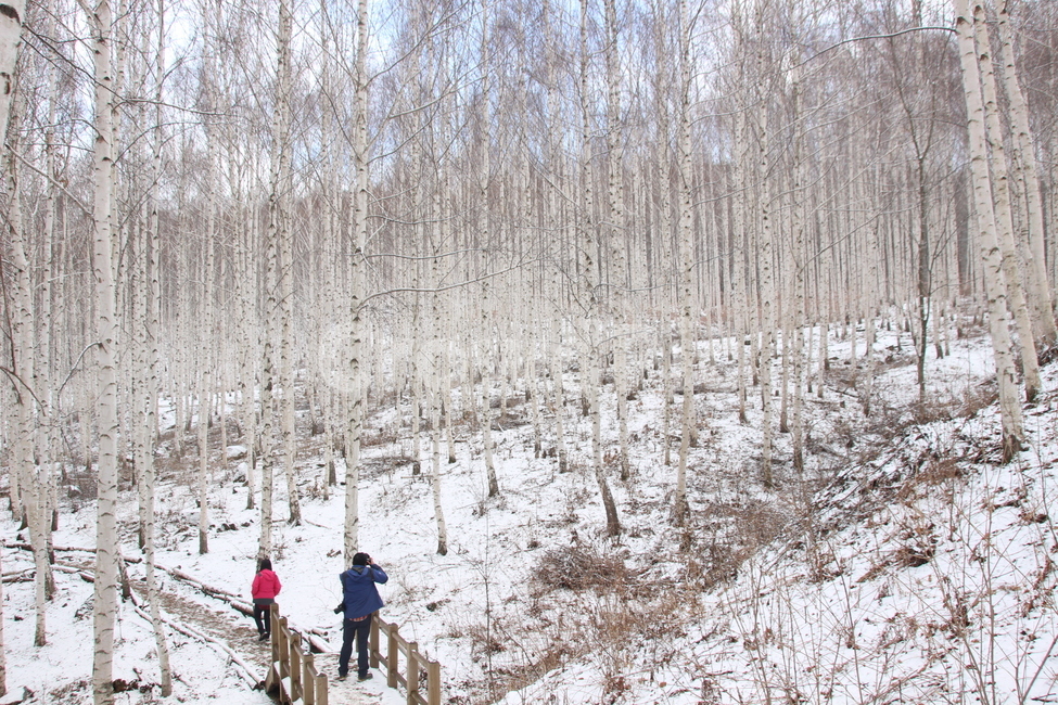 겨울,눈,자작나무,강원도인제군,속삭이는자작나무숲,숲,자작나무풍경,snow,white,birches,nature